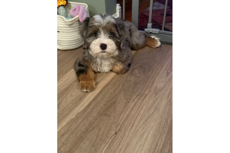 Mini Bernedoodle Puppy for Adoption