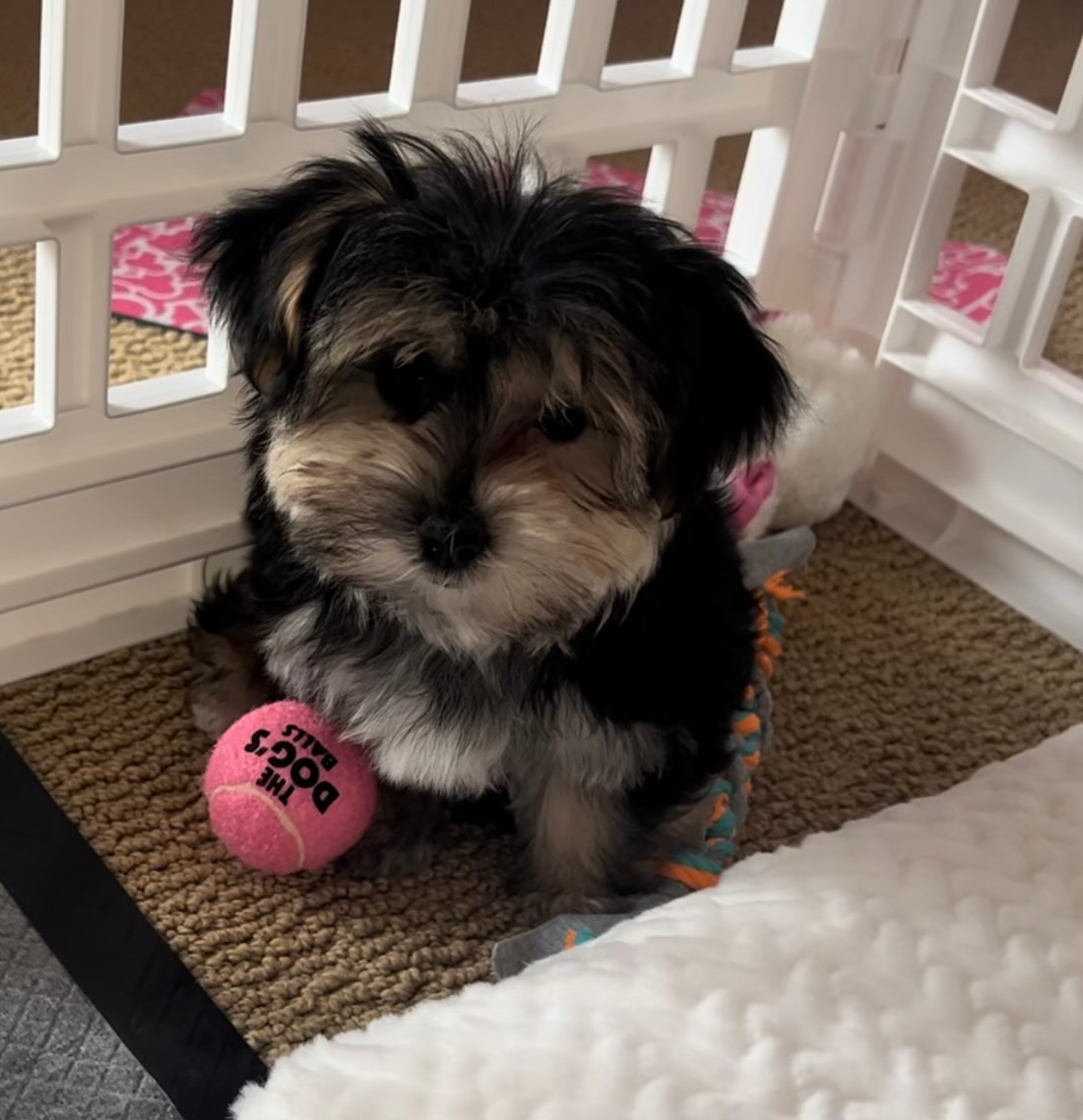 Sweet Morkie Baby