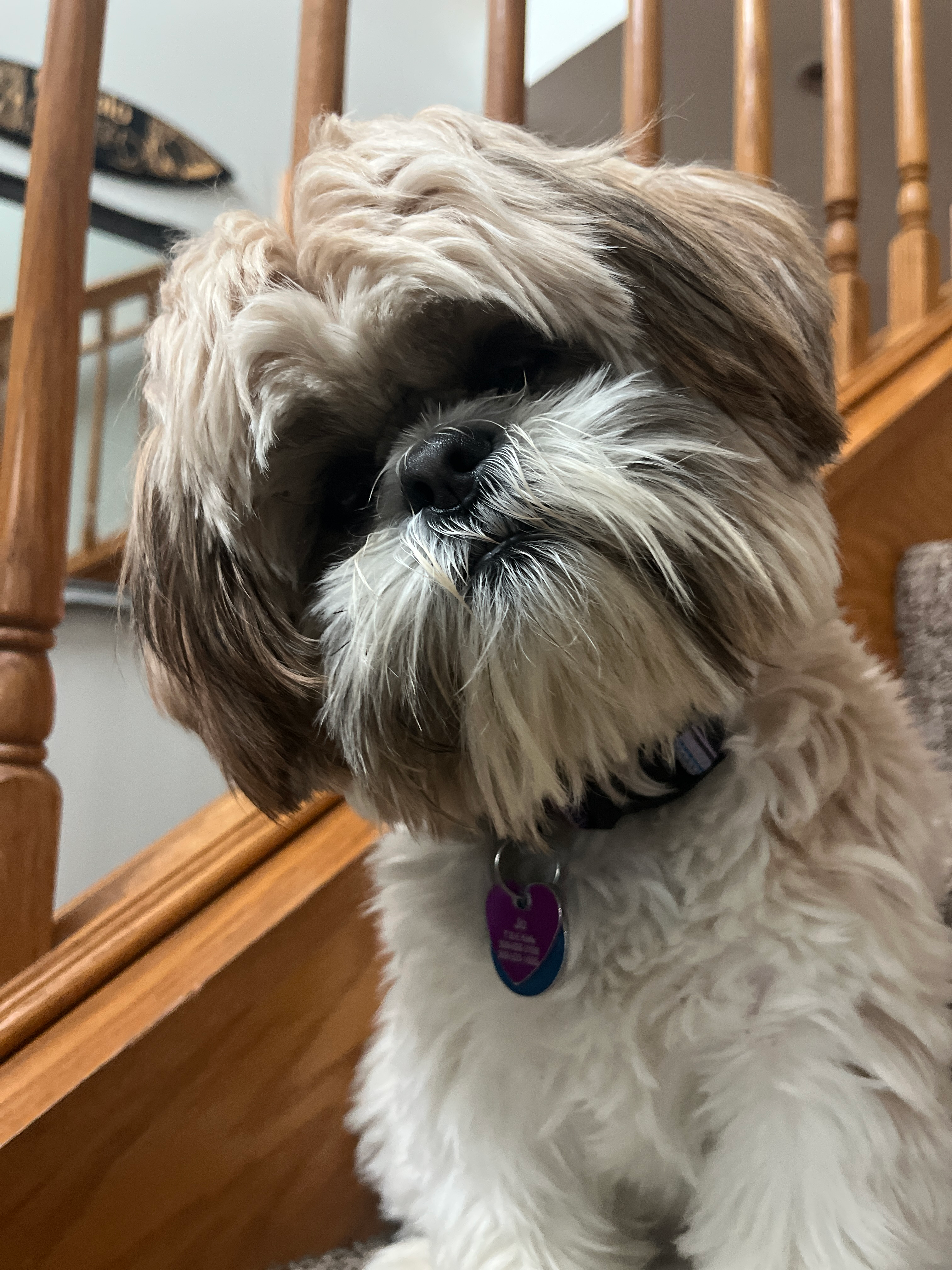 Small Shih Tzu Baby