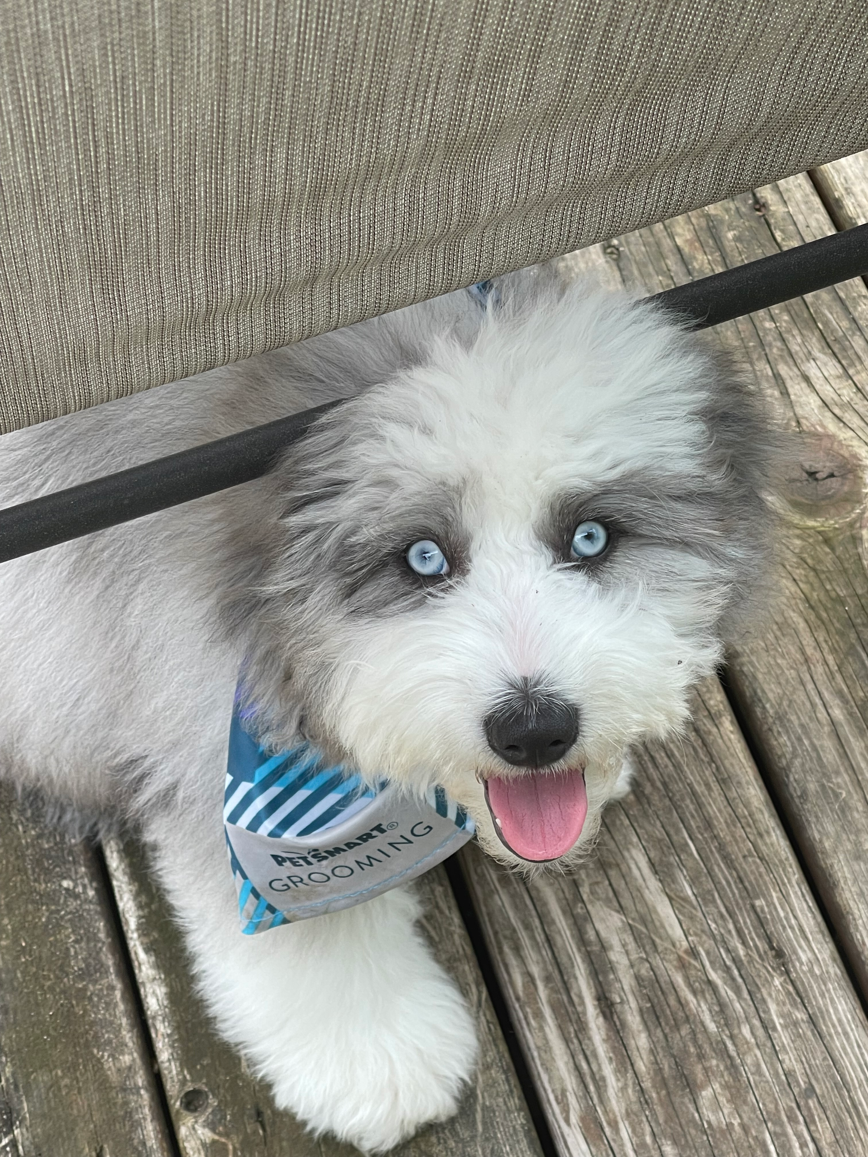 Cute Mini Aussiedoodle Baby