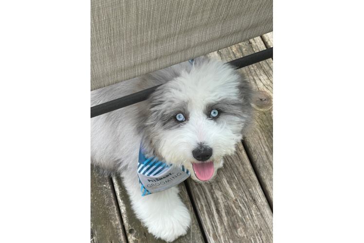 Cute Mini Aussiedoodle Baby