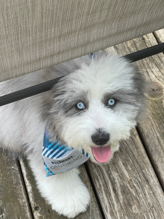 Mini Aussiedoodle