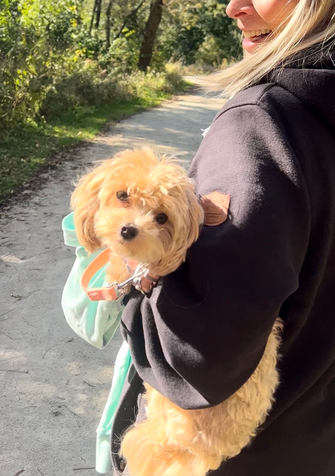 Maltipoo Puppy for Adoption