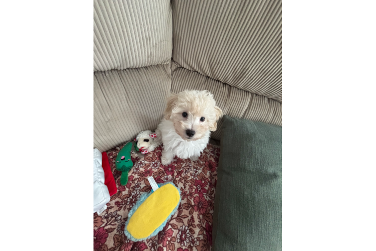 Funny Maltipoo Poodle Mix Pup