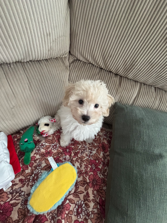 Maltipoo