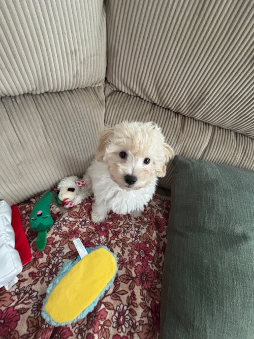 Darla