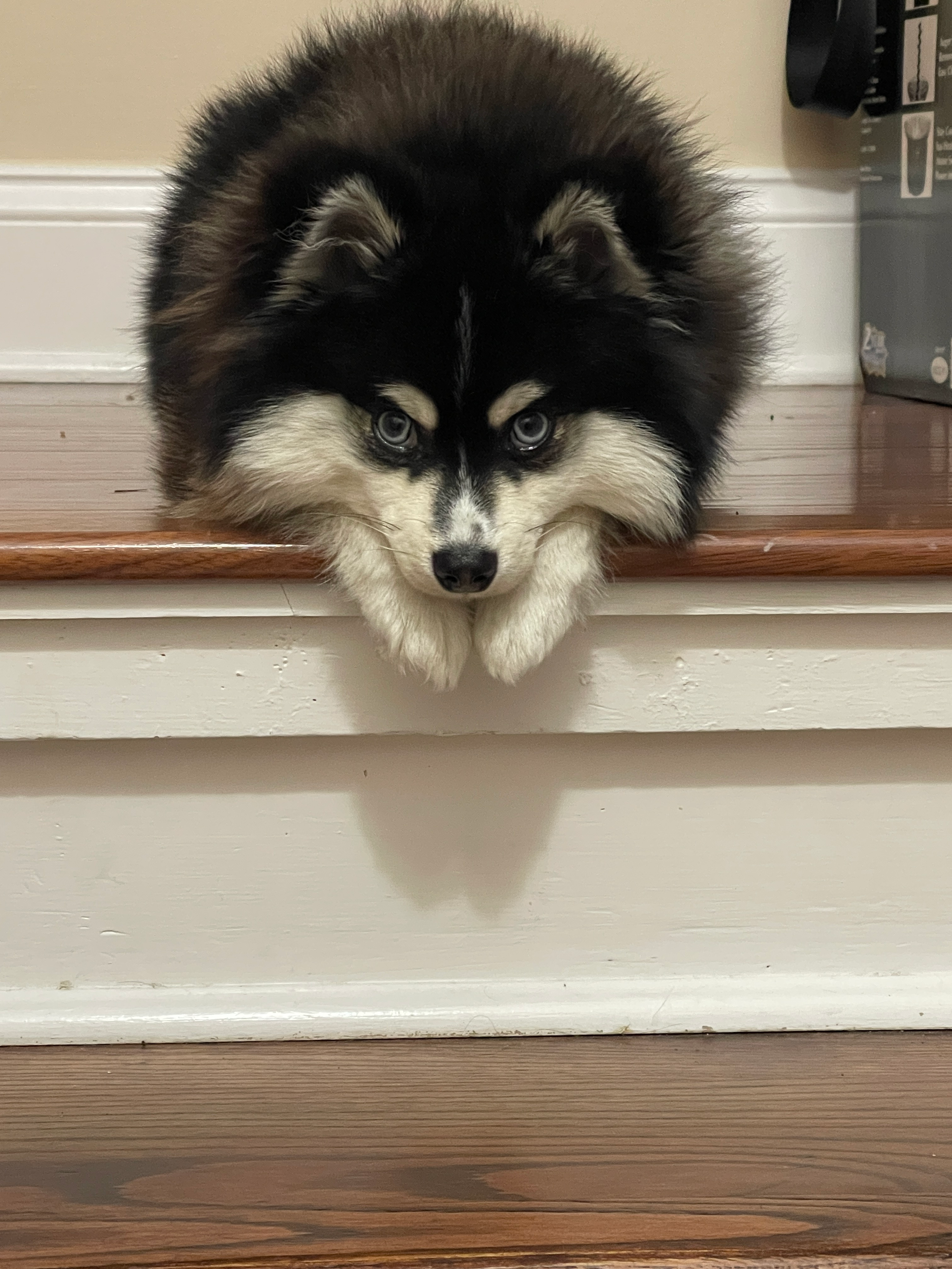 Pomsky Pup Being Cute