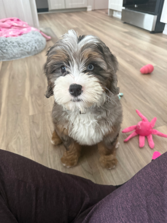 Mini Bernedoodle