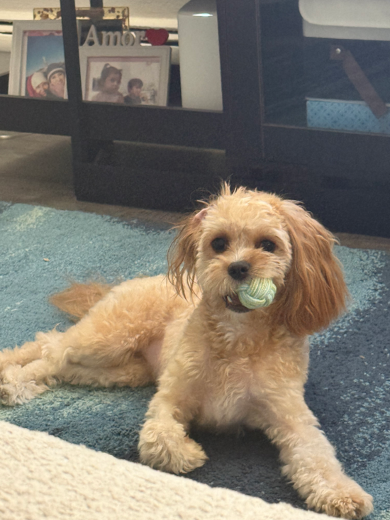 Cavapoo