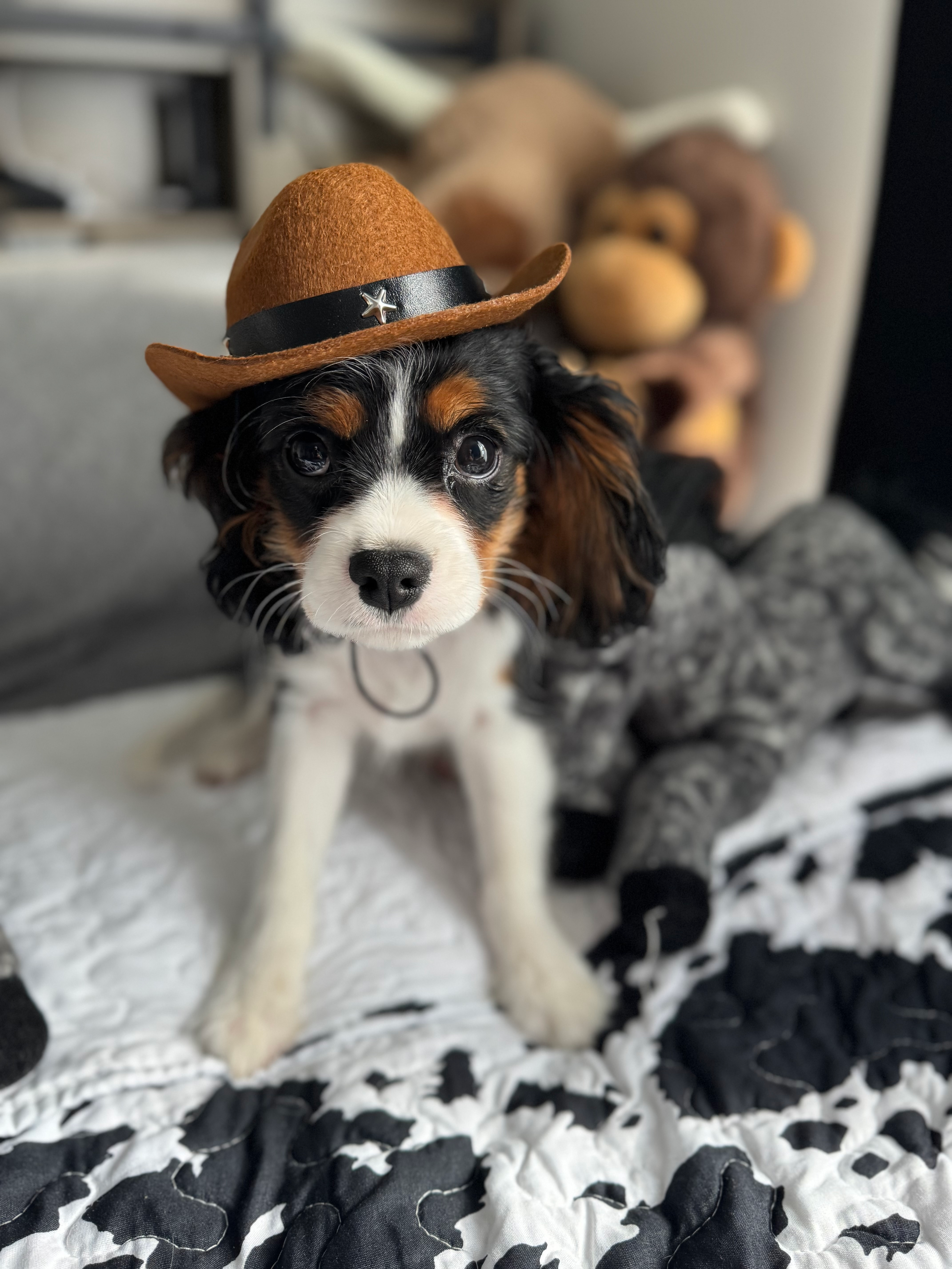 Cavalier King Charles Spaniel Pup Being Cute