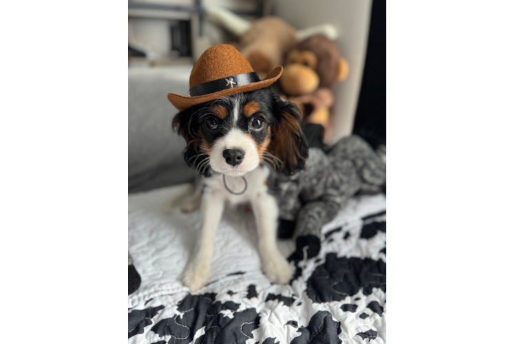 Cavalier King Charles Spaniel Pup Being Cute