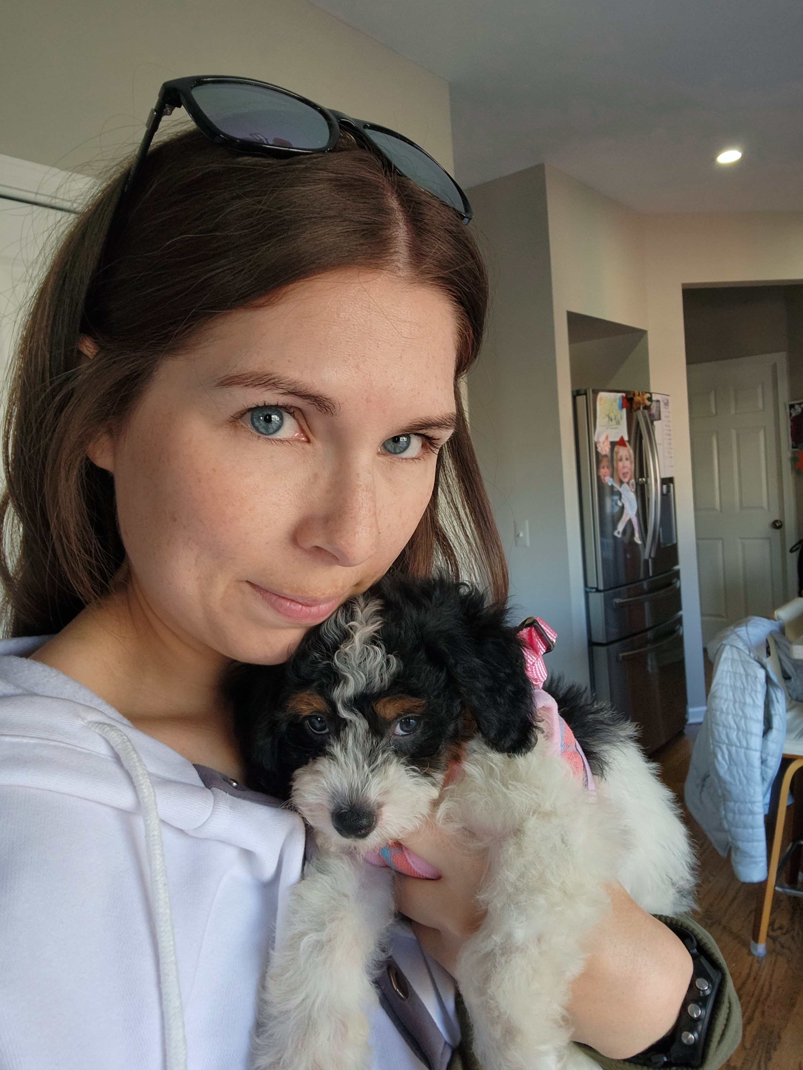 Mini Bernedoodle Pup Being Cute