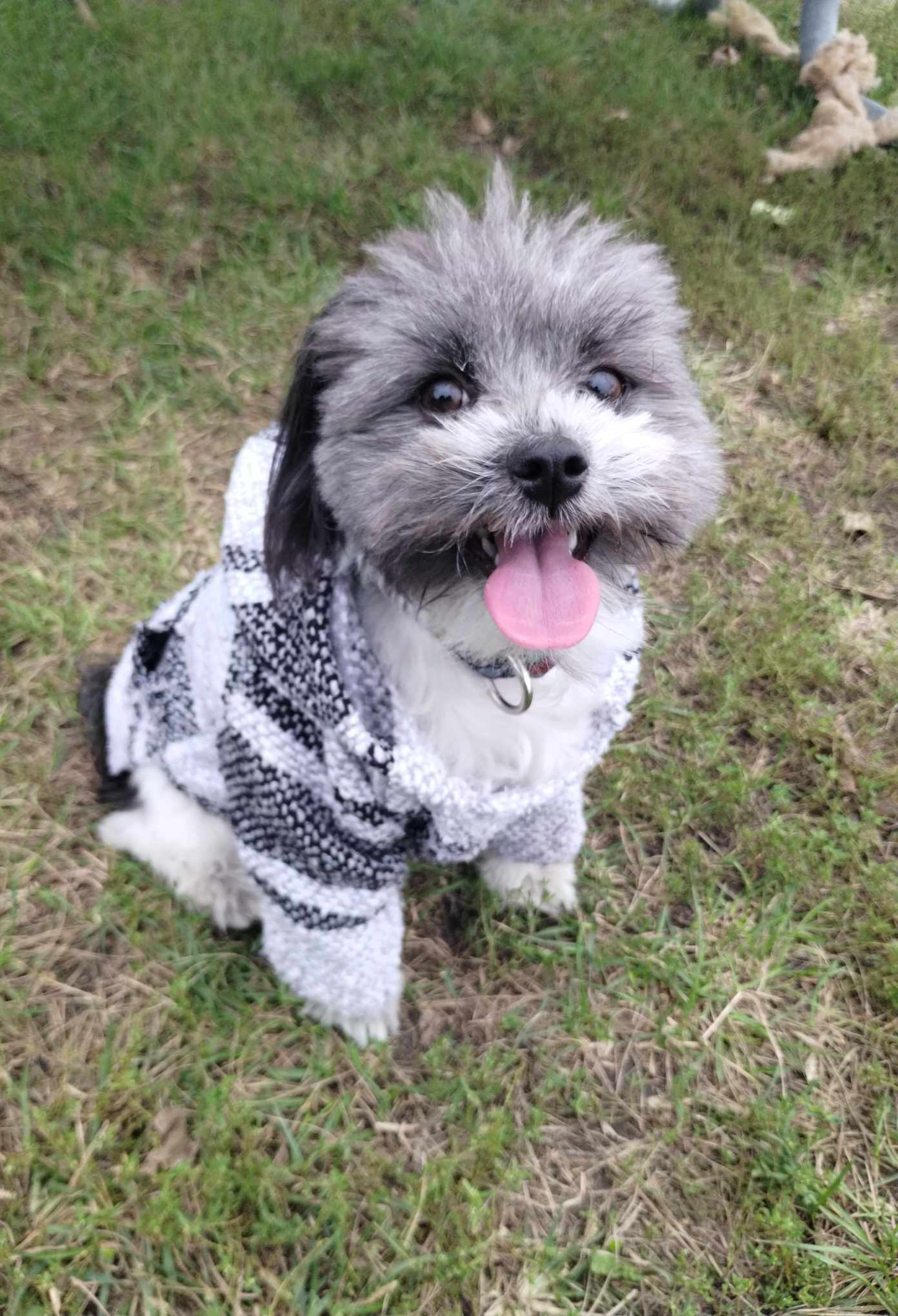 Hypoallergenic Maltipom Designer Puppy