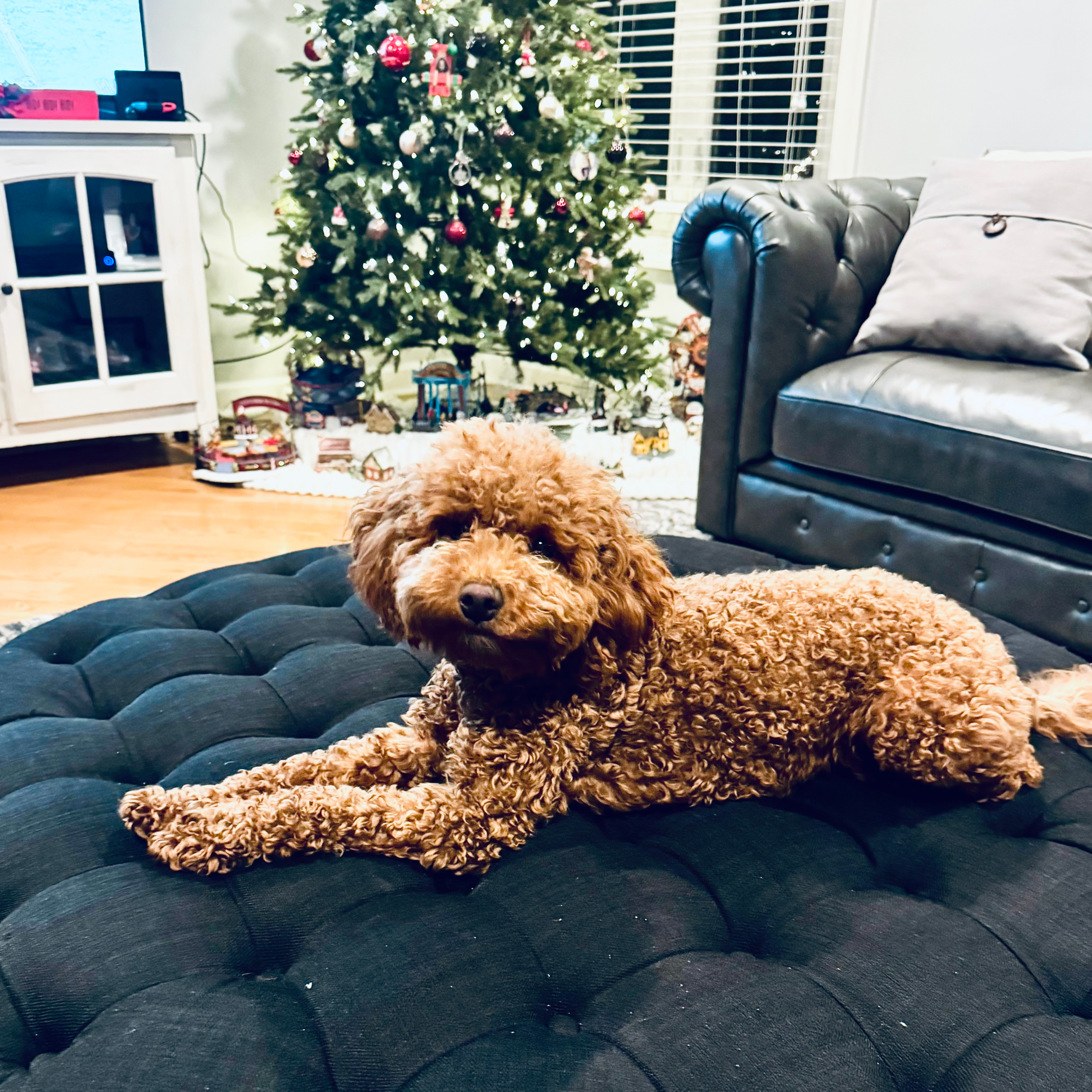 Mini Goldendoodle Puppy for Adoption