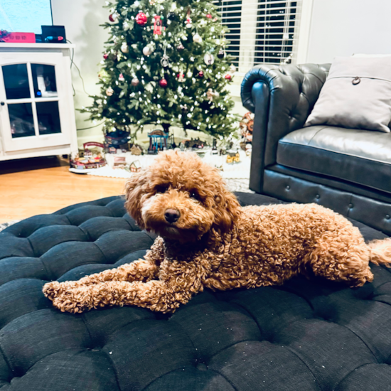 Mini Goldendoodle