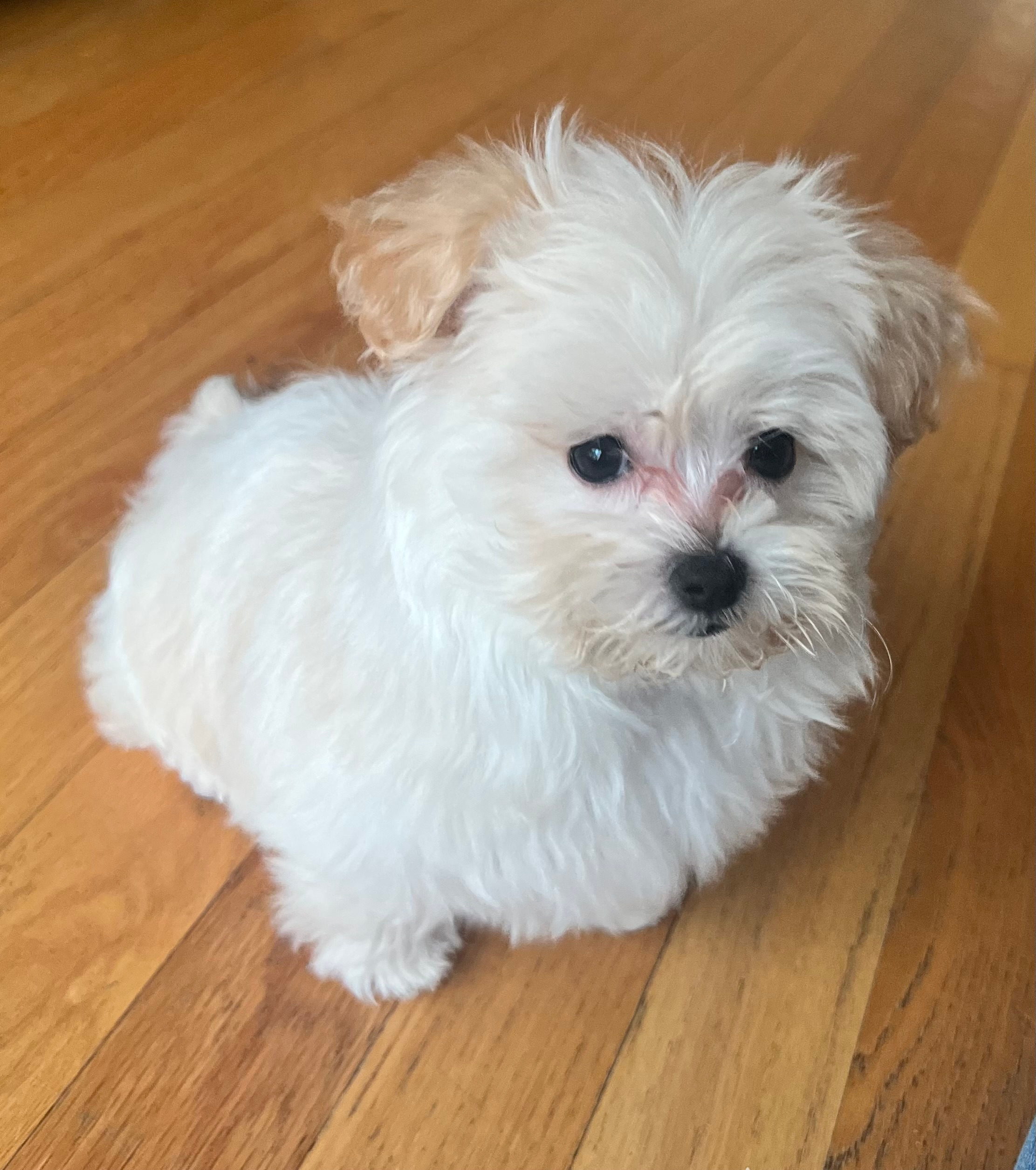 Playful Maltese Poodle Poodle Mix Puppy