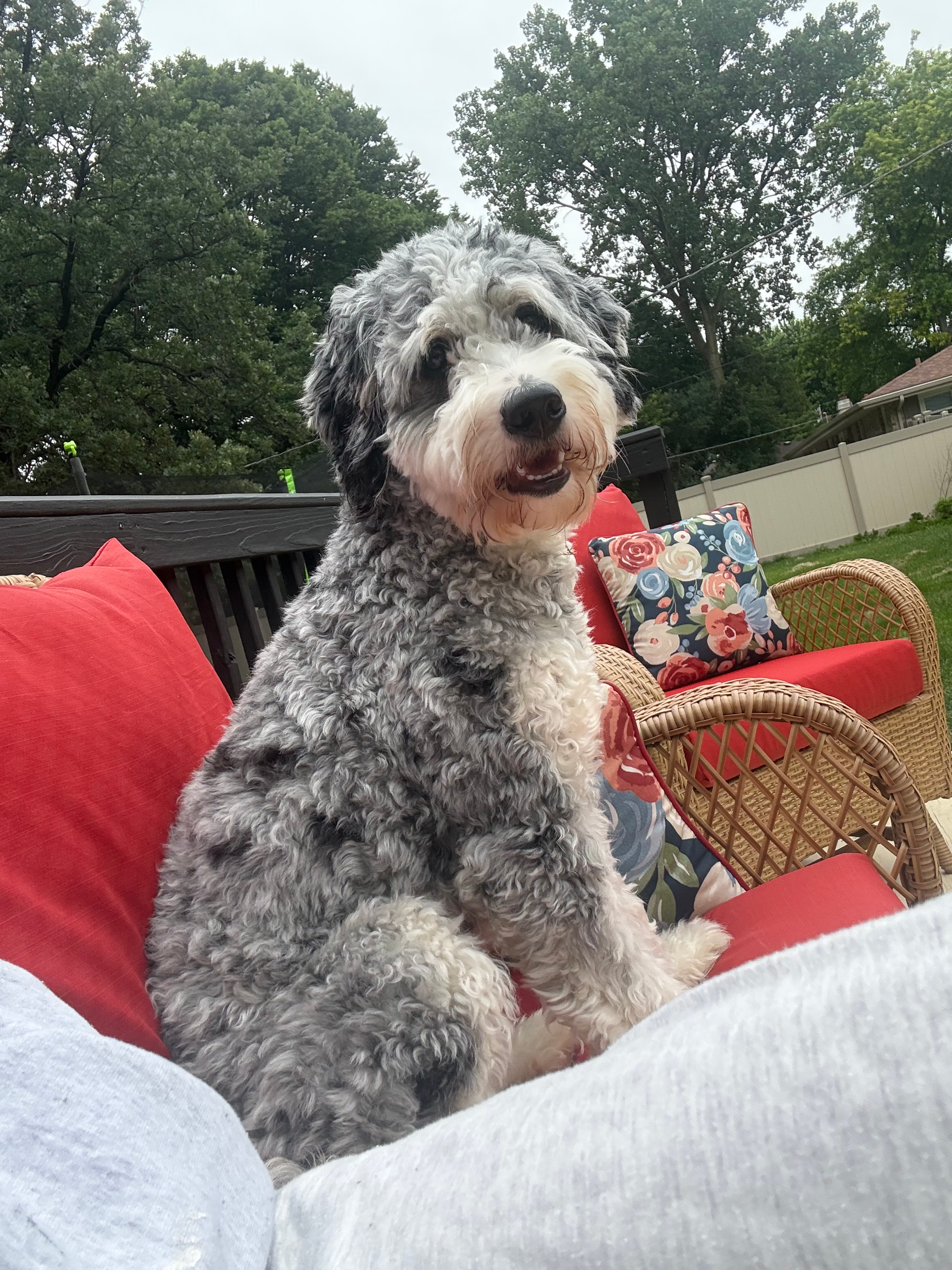 Mini Bernedoodle Pup Being Cute