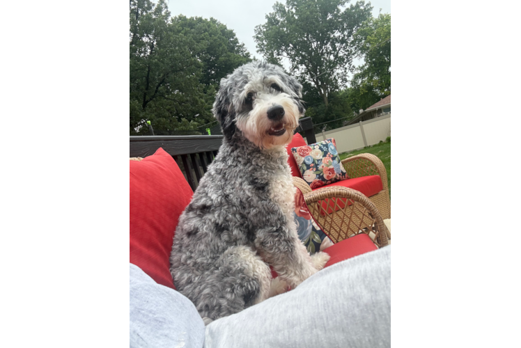 Mini Bernedoodle Pup Being Cute