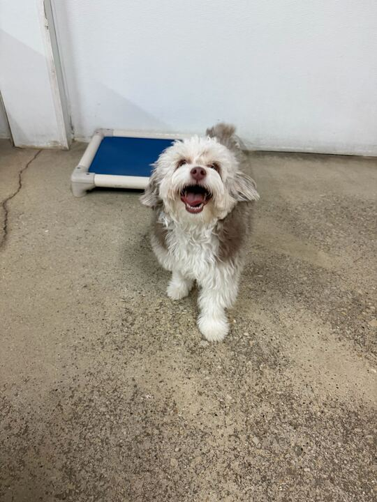 Mini Aussiedoodle
