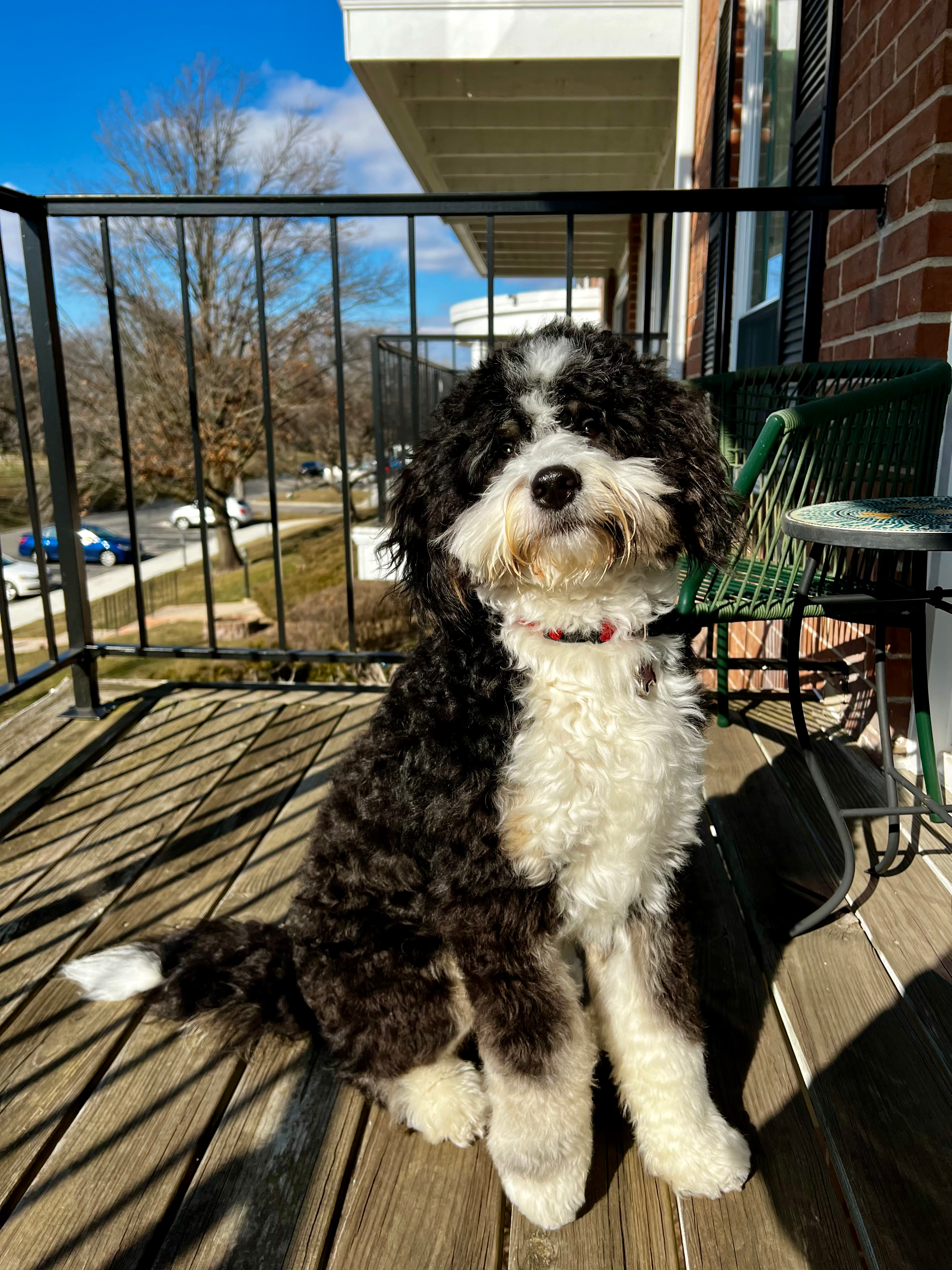 Energetic Mini Berniedoodle Poodle Mix Puppy