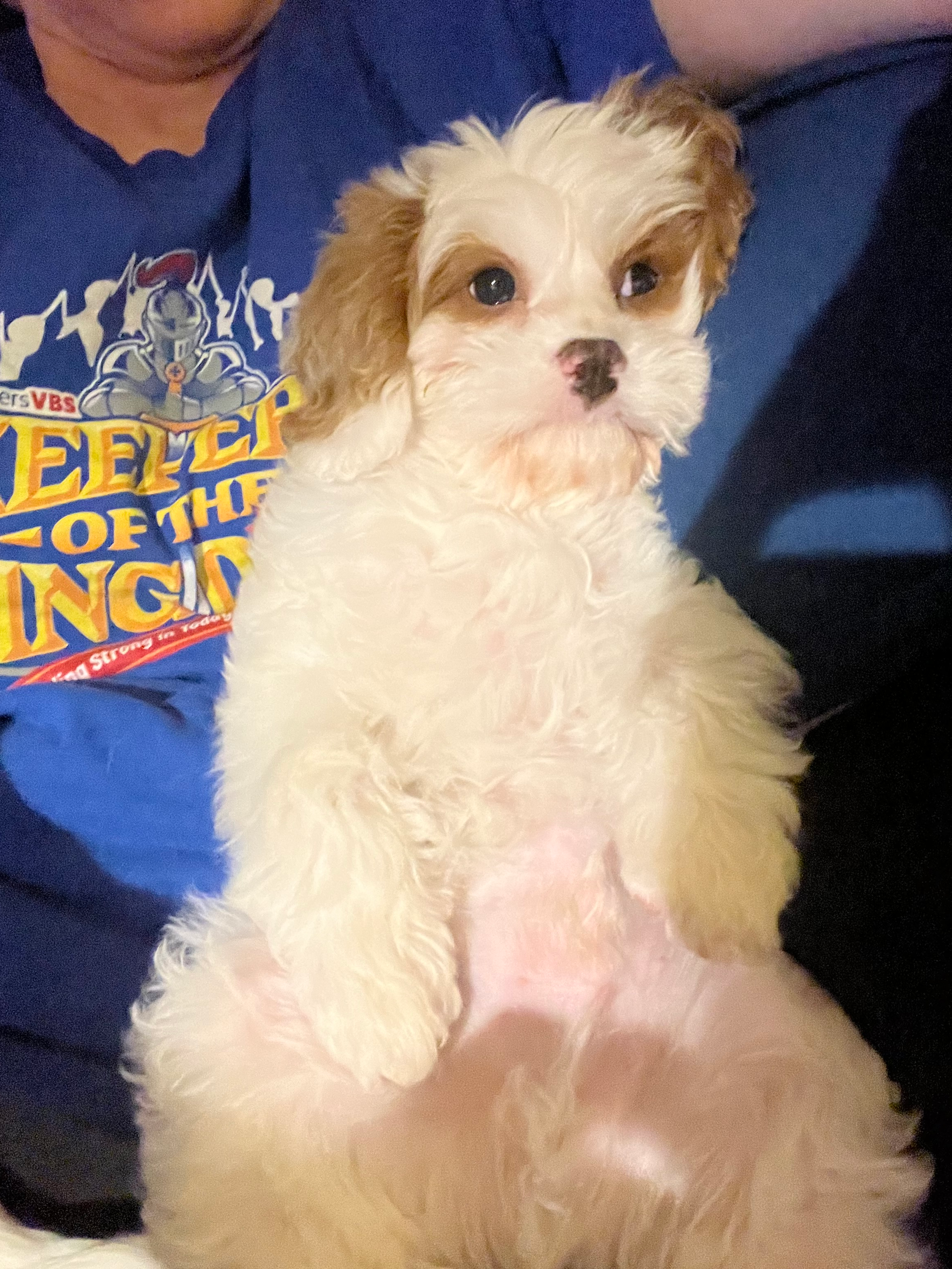 Cavapoo Pup Being Cute