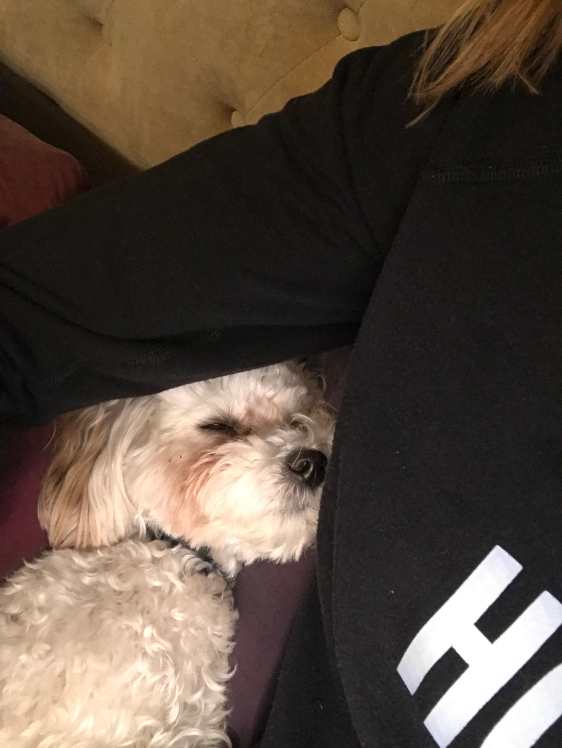 Popular Maltipoo Poodle Mix Pup