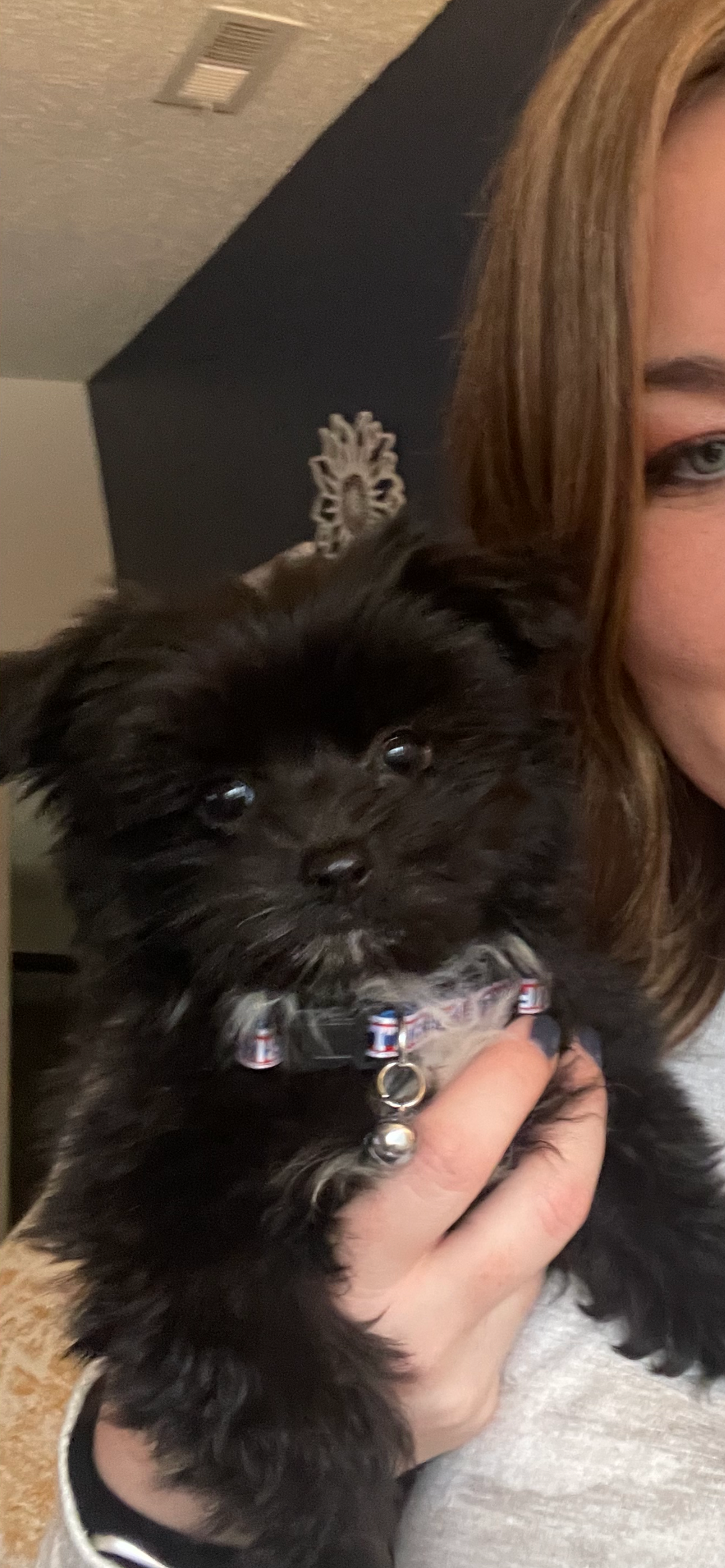 Maltipom Pup Being Cute