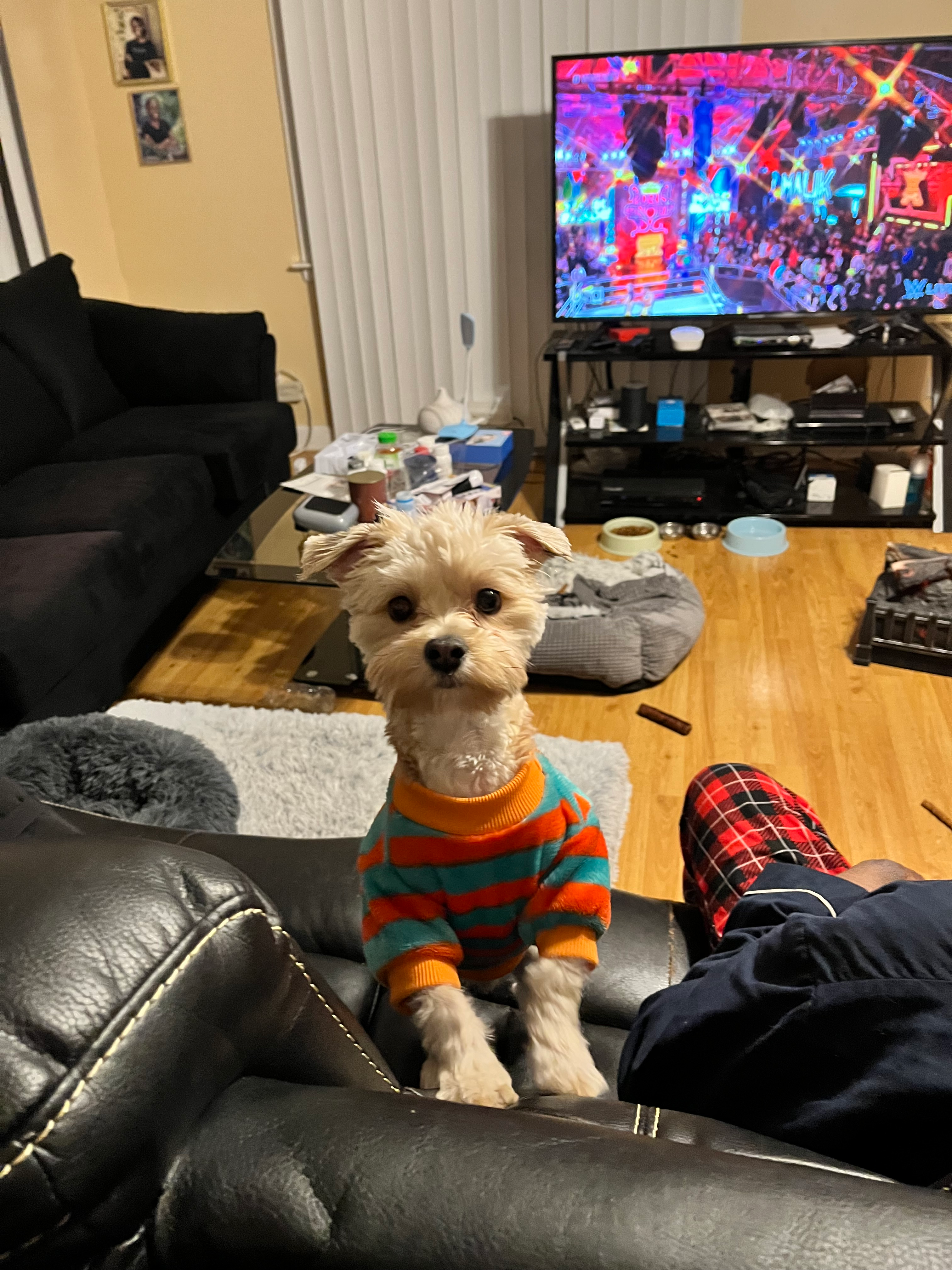 Morkie Puppy for Adoption