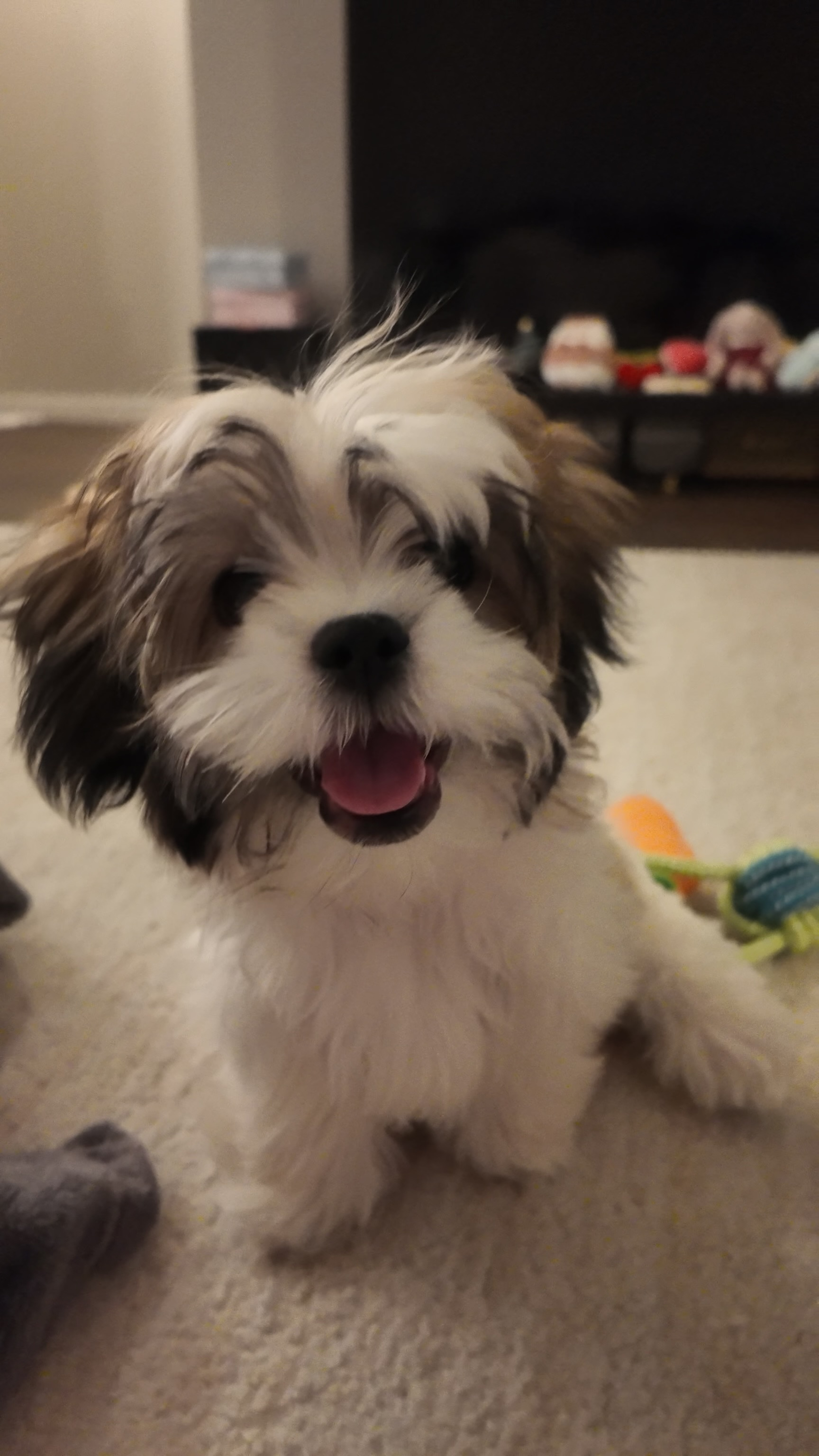 Little Shi Chon Designer Puppy