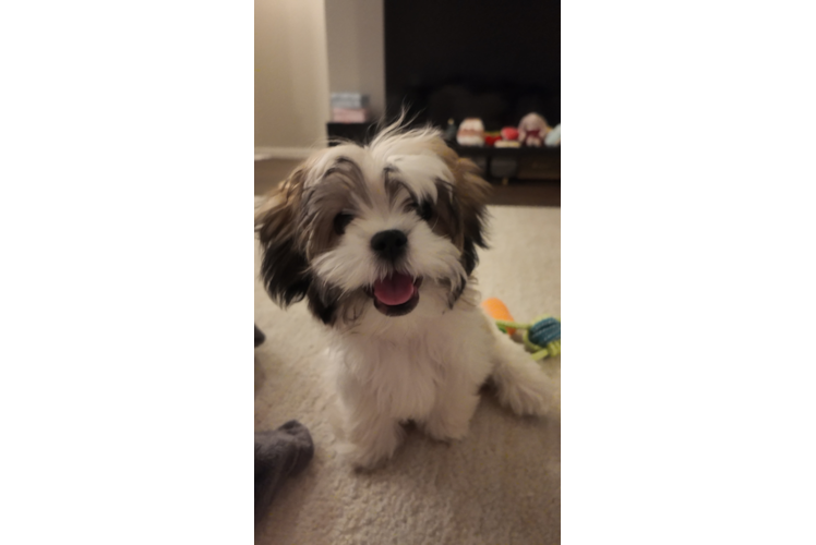 Little Shi Chon Designer Puppy