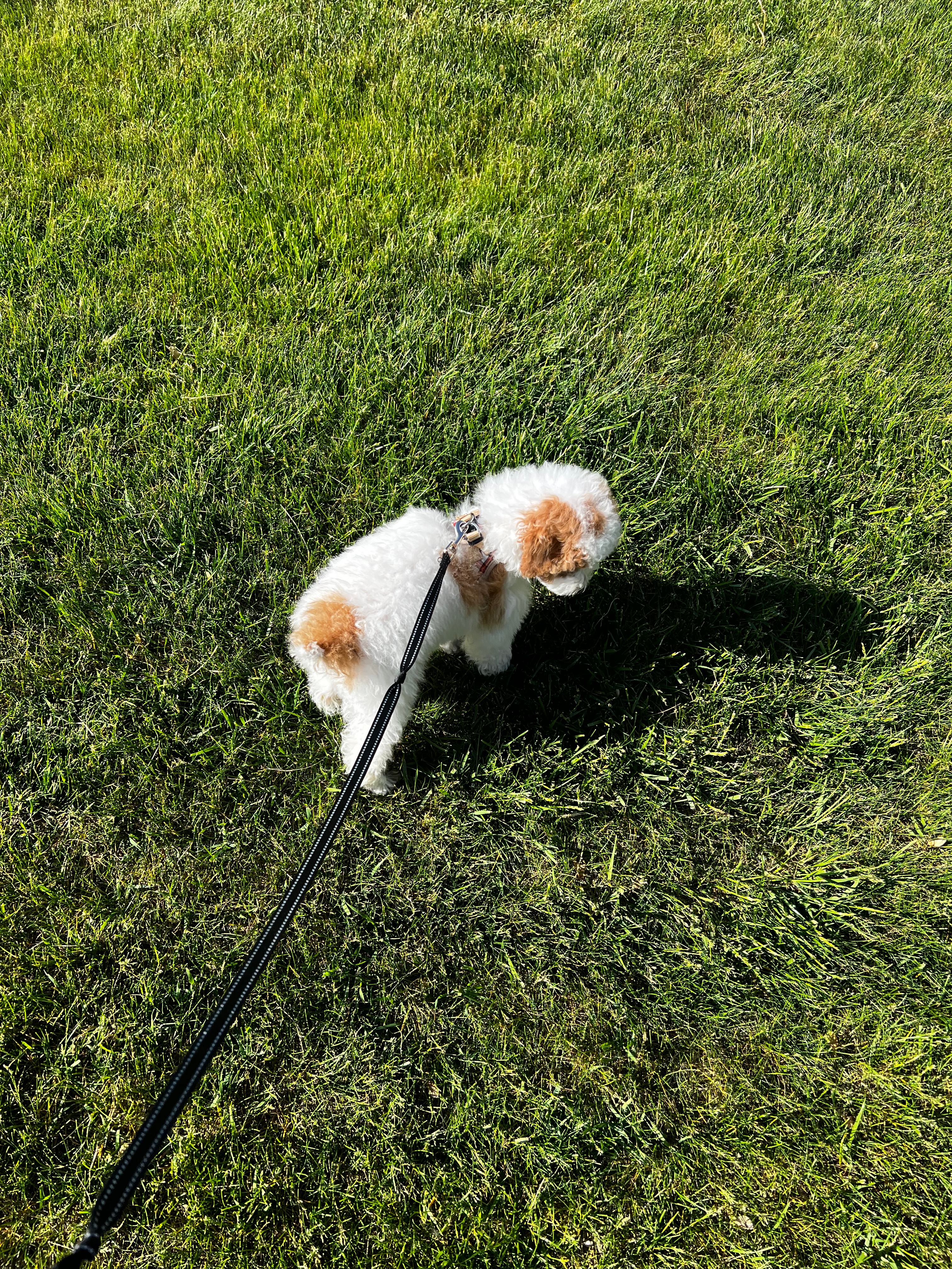 Poodle Pup Being Cute