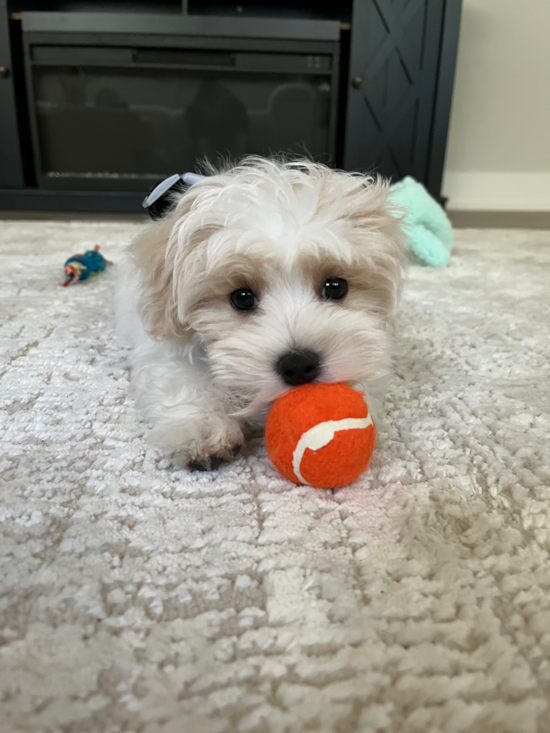 Maltipoo