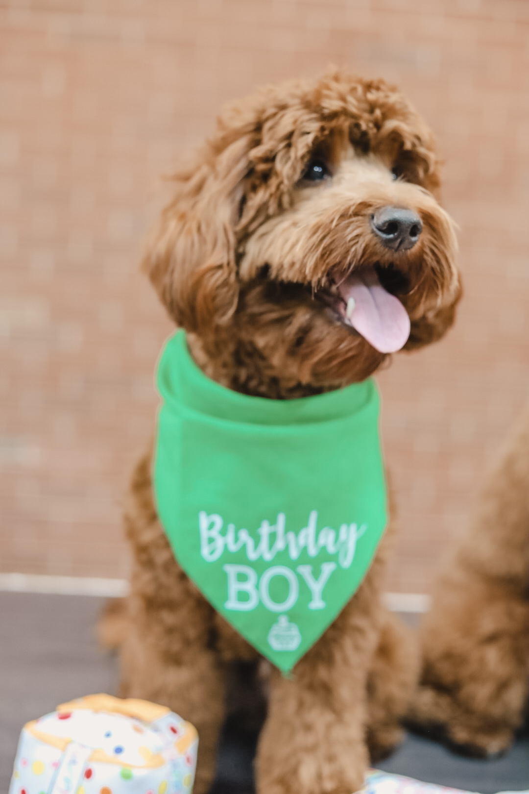 Smart Mini Goldendoodle Poodle Mix Pup