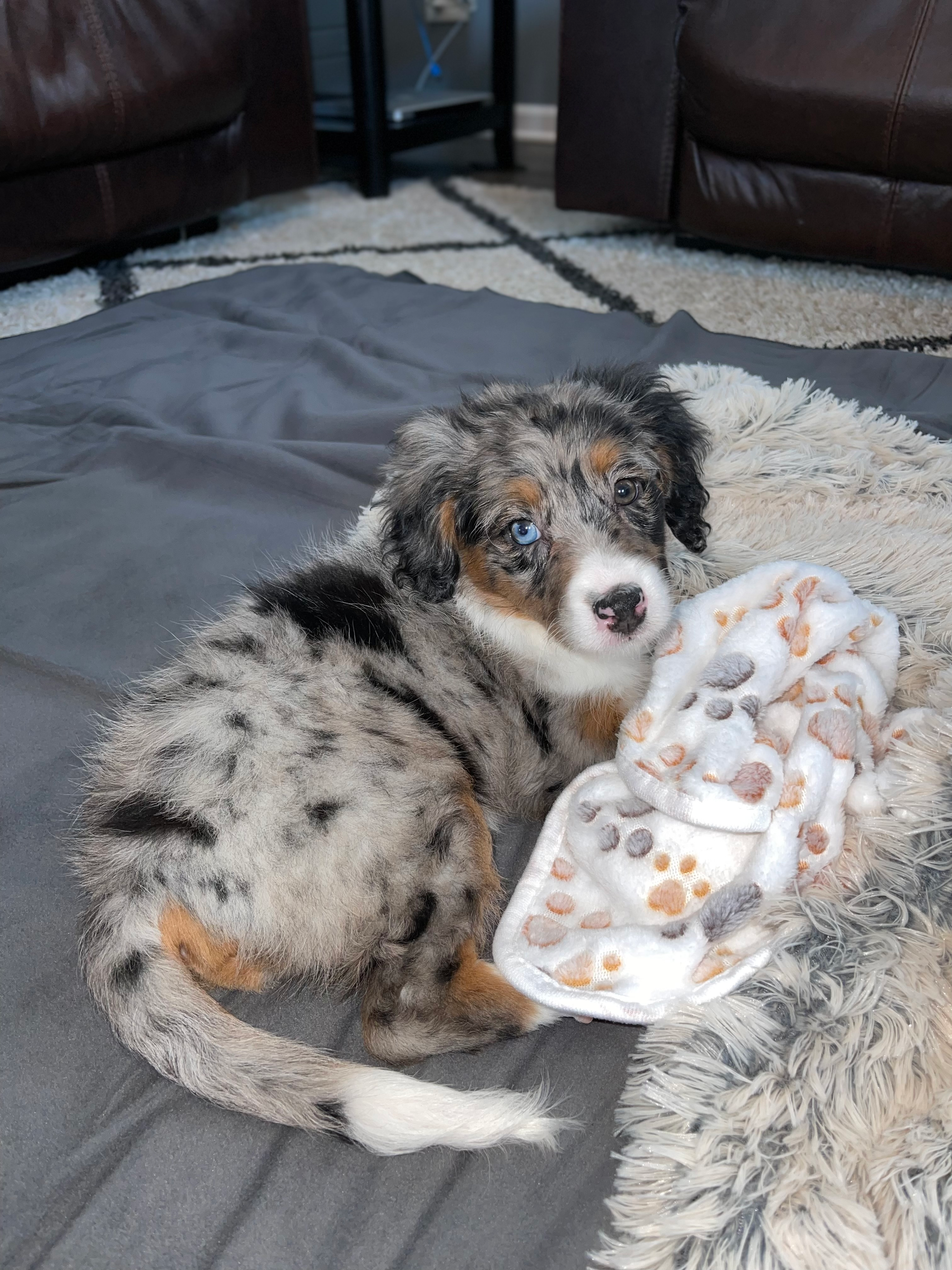 Mini Bernedoodle Puppy for Adoption