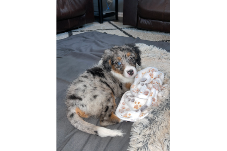 Mini Bernedoodle Puppy for Adoption