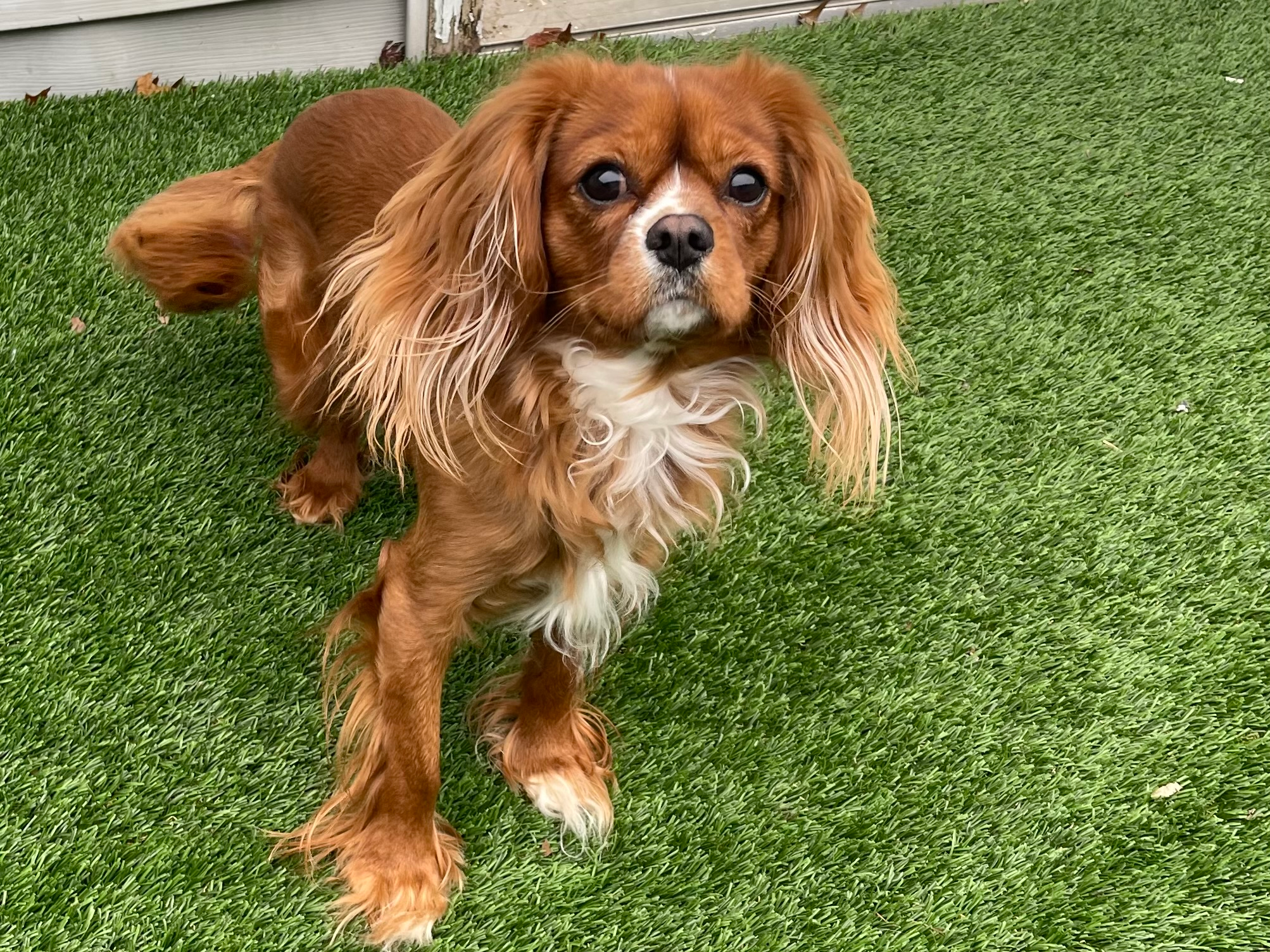Best Cavalier King Charles Spaniel Baby