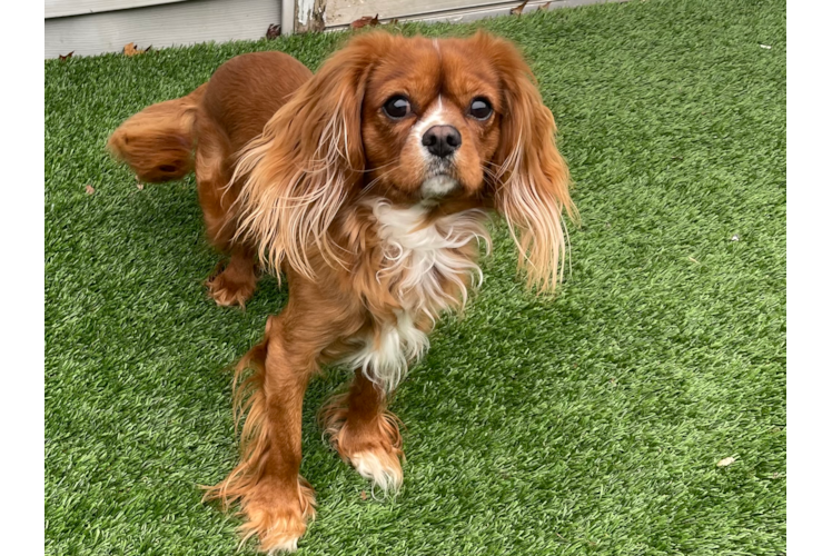 Best Cavalier King Charles Spaniel Baby