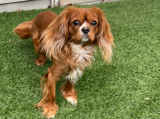 Cavalier King Charles Spaniel