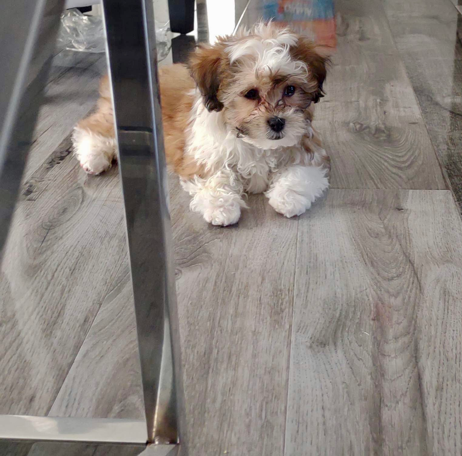 Petite Teddy Bear Designer Pup