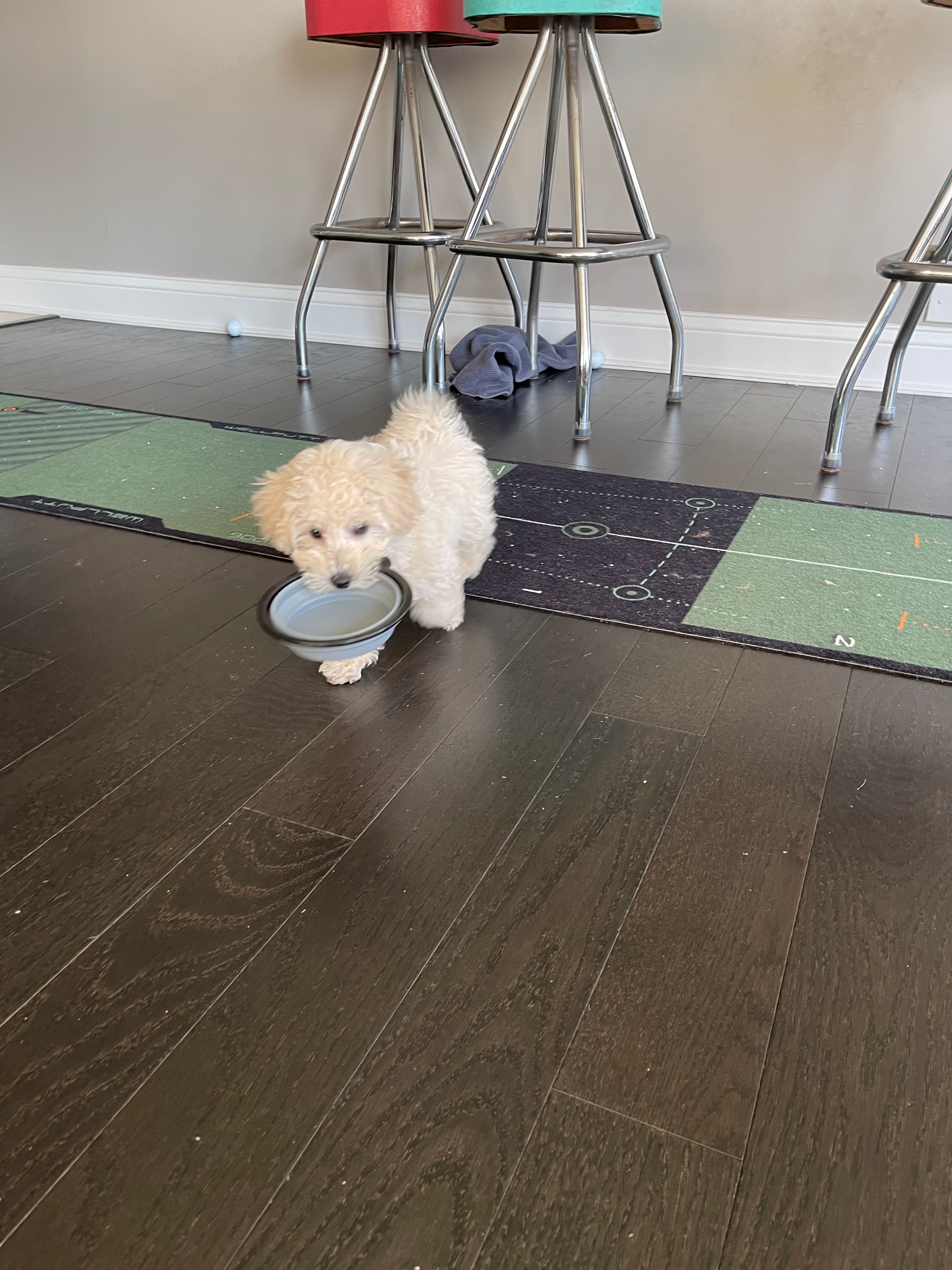 Best Poochon Baby