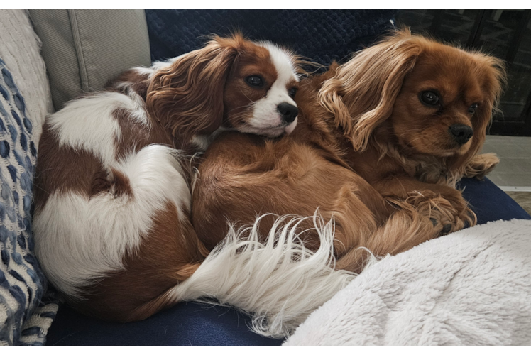 Cavalier King Charles Spaniel Pup Being Cute