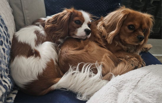Cavalier King Charles Spaniel