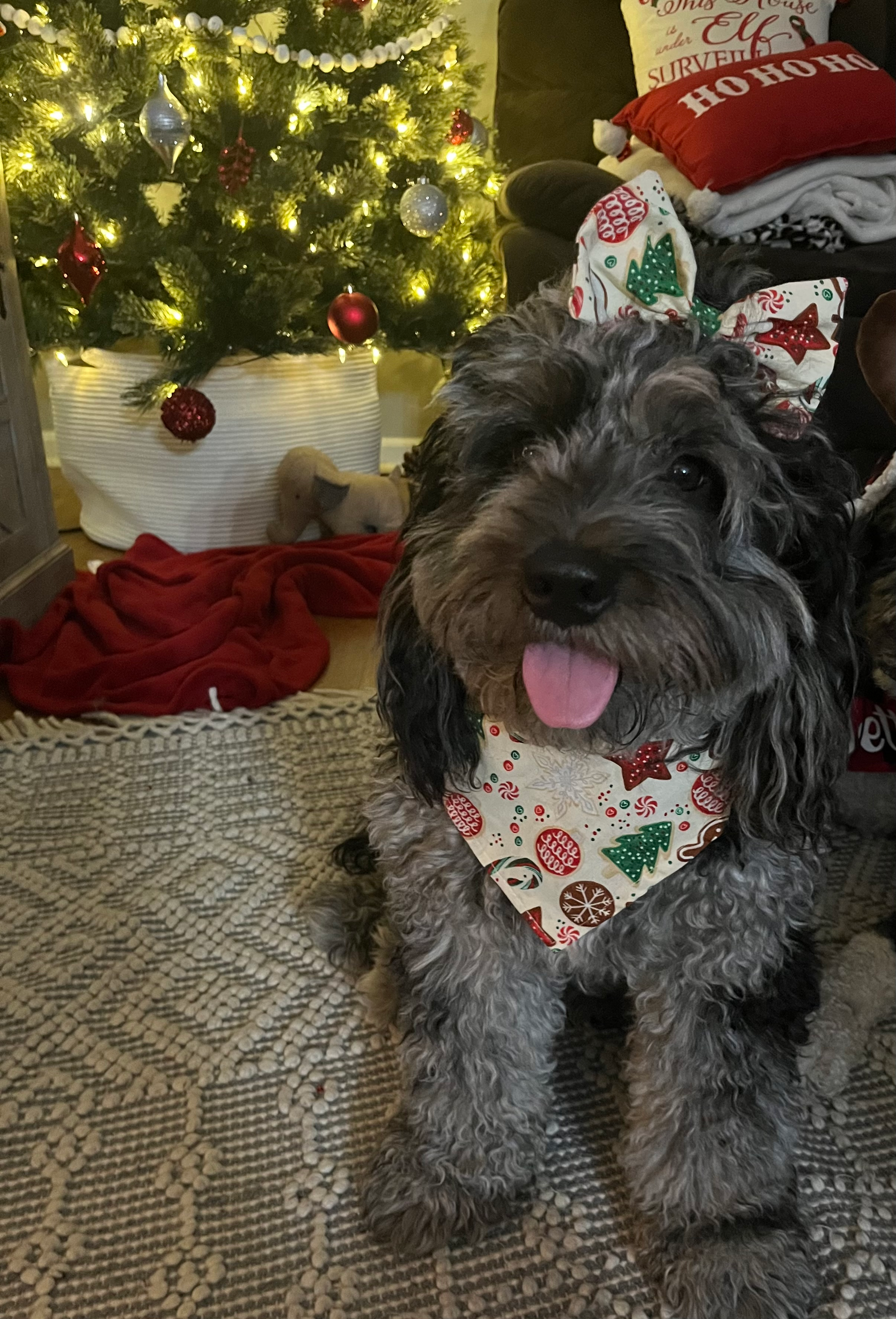 Best Mini Bernedoodle Baby