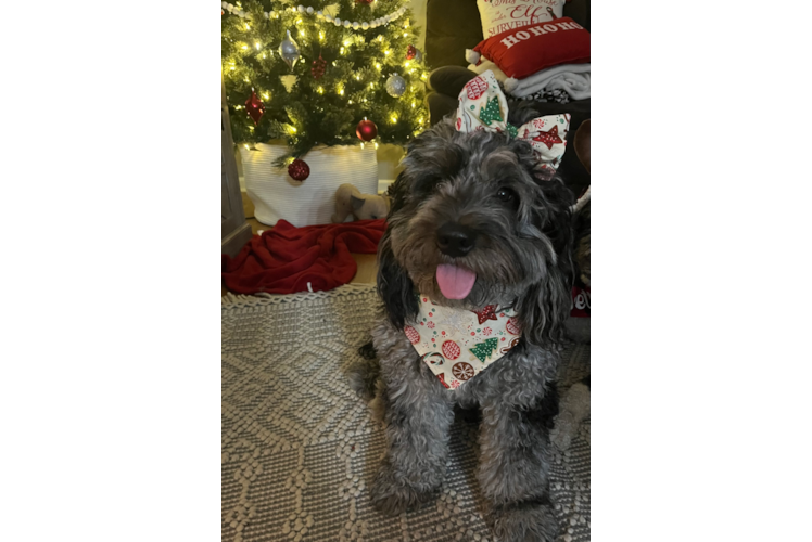 Best Mini Bernedoodle Baby