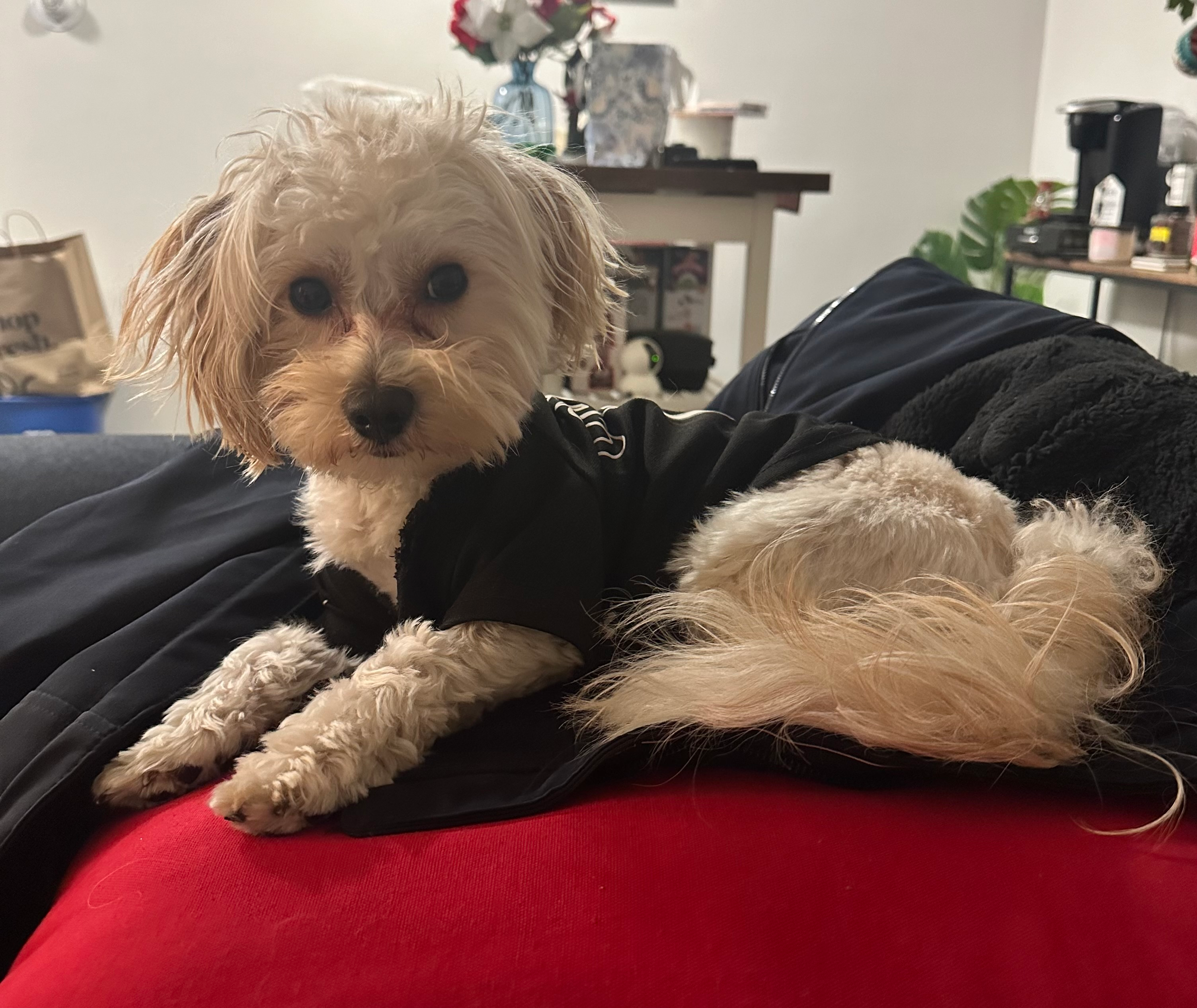 Funny Maltipoo Poodle Mix Pup