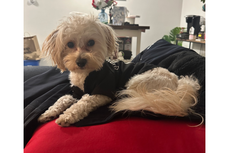 Funny Maltipoo Poodle Mix Pup