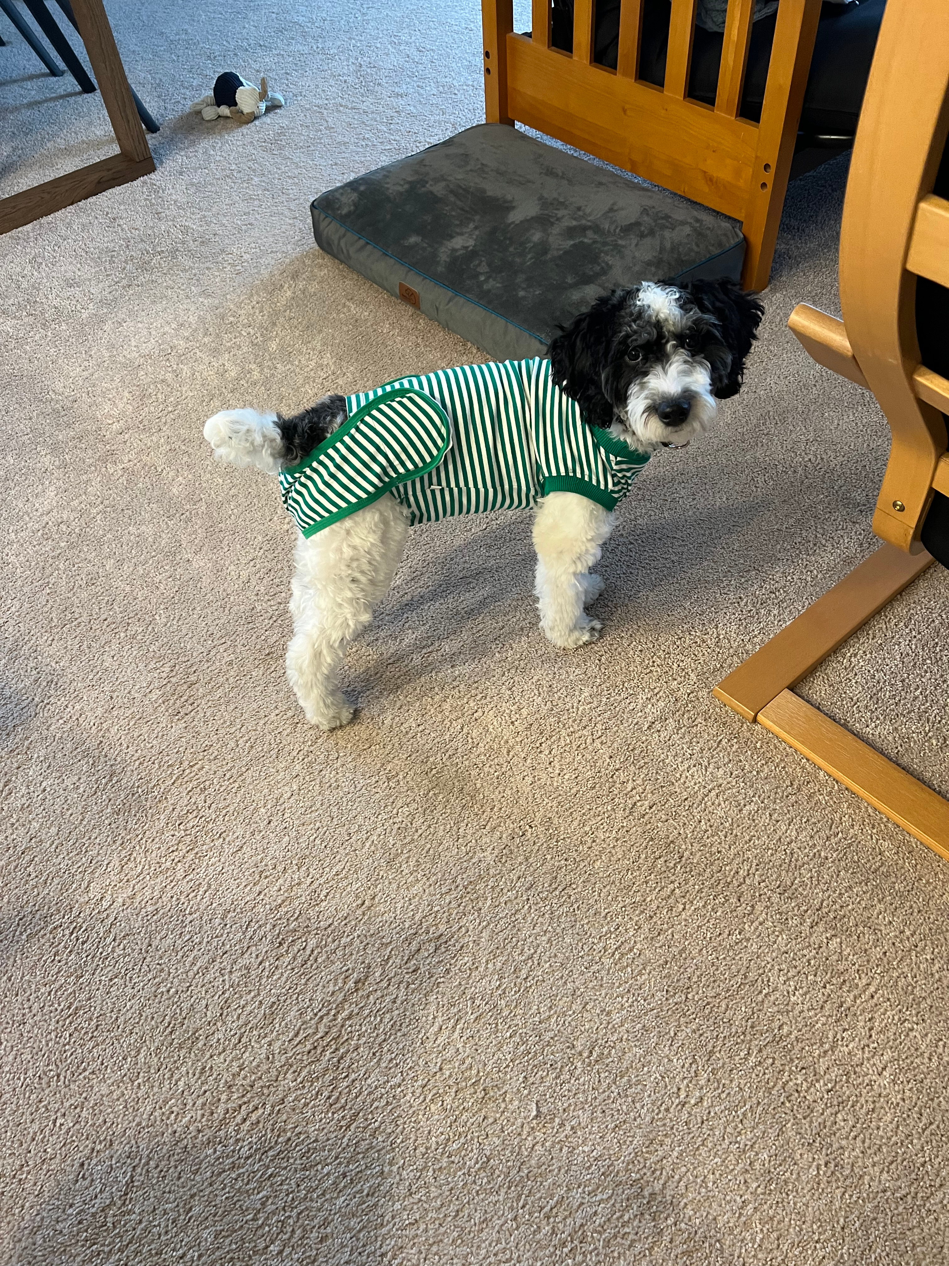 Mini Aussiedoodle Pup Being Cute