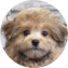 Pomapoo Puppy For Sale - Windy City Pups Pomapoo Puppy For Sale - Windy City Pups