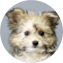 Pomachon Puppy For Sale Windy City Pups Pomachon Puppy For Sale - Windy City Pups