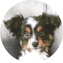Mini Aussie Puppy For Sale - Windy City Pups Mini Aussie Puppy For Sale - Windy City Pups